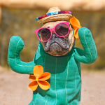 Dog wearing cactus costume