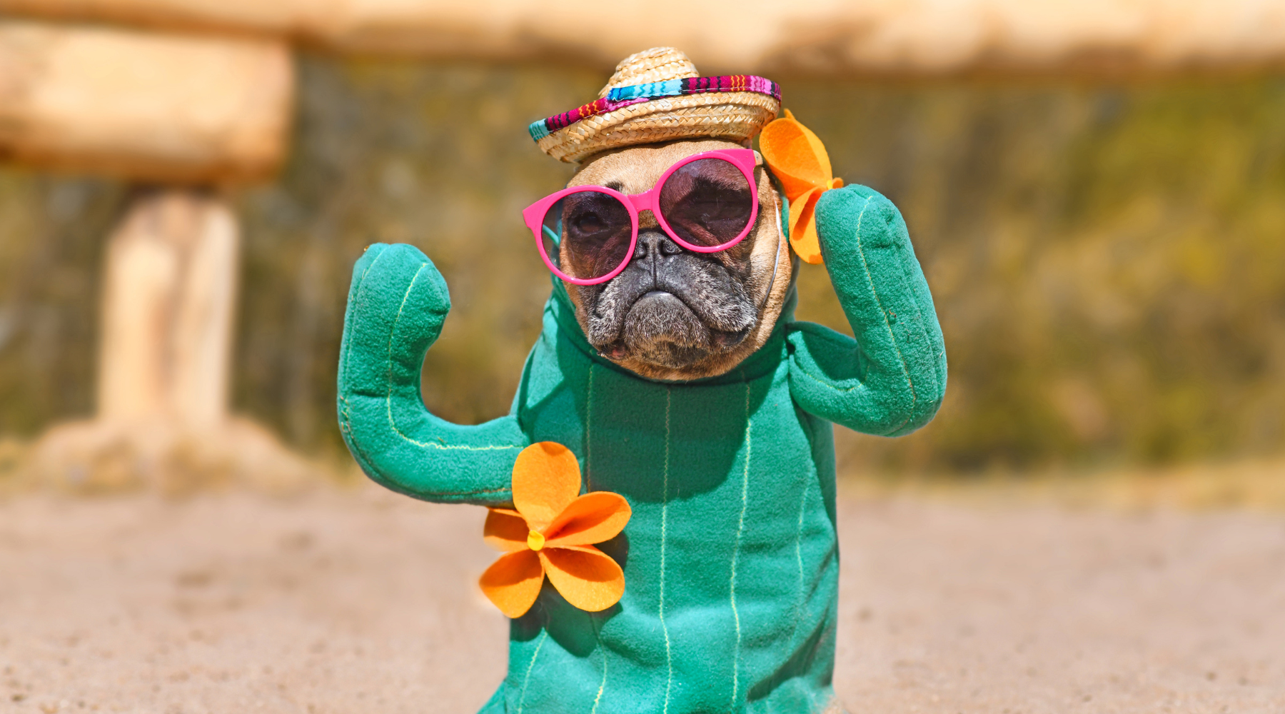 Dog wearing cactus costume