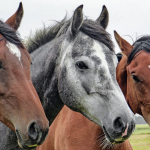 Three Horses