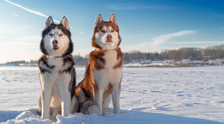 Two huskies sat on snow