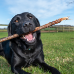 Black labrador retriever with a stick
