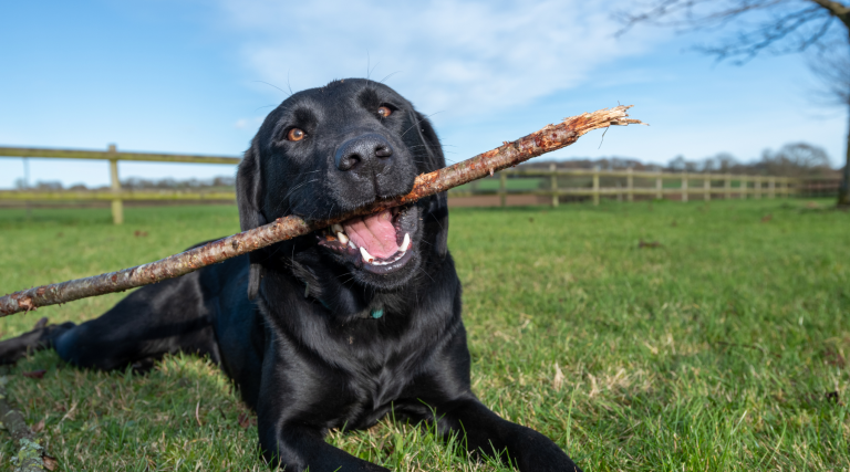 Black labrador retriever with a stick