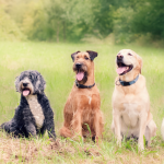 Group of dogs sat on grass