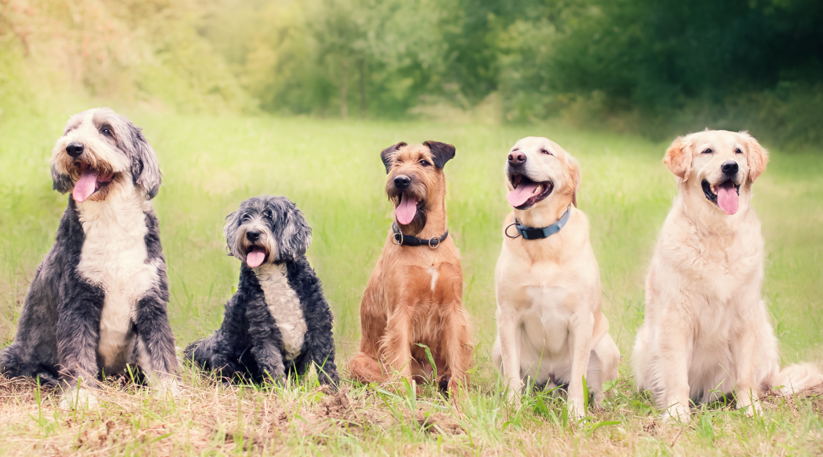 Group of dogs sat on grass