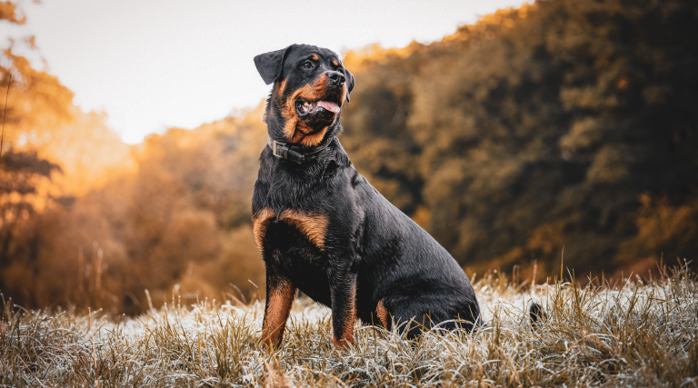 Rottweiler