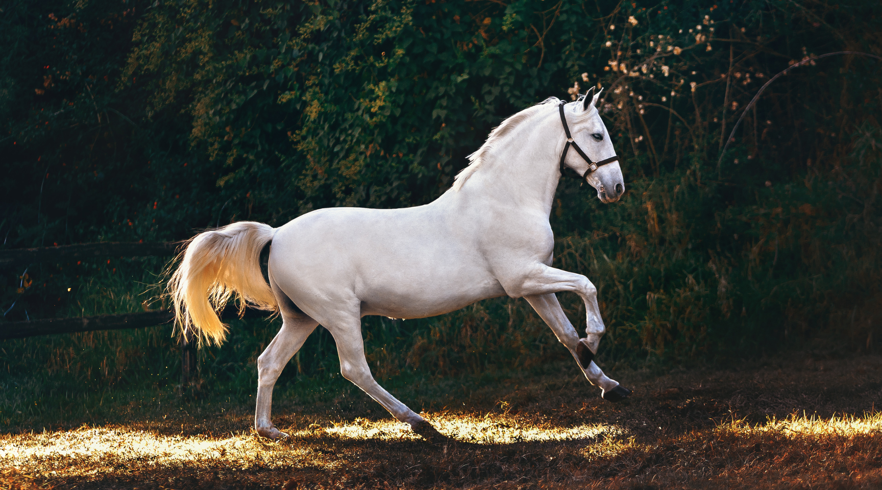 White Horse