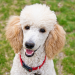 Perfect Poodle Names: 50+ Naming Ideas