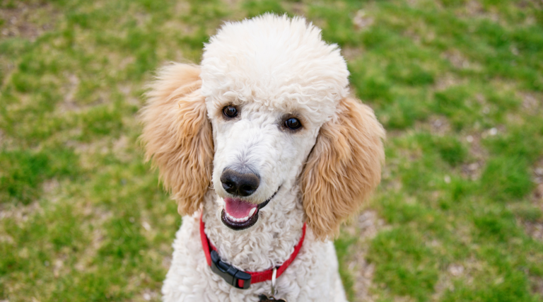 Perfect Poodle Names: 50+ Naming Ideas